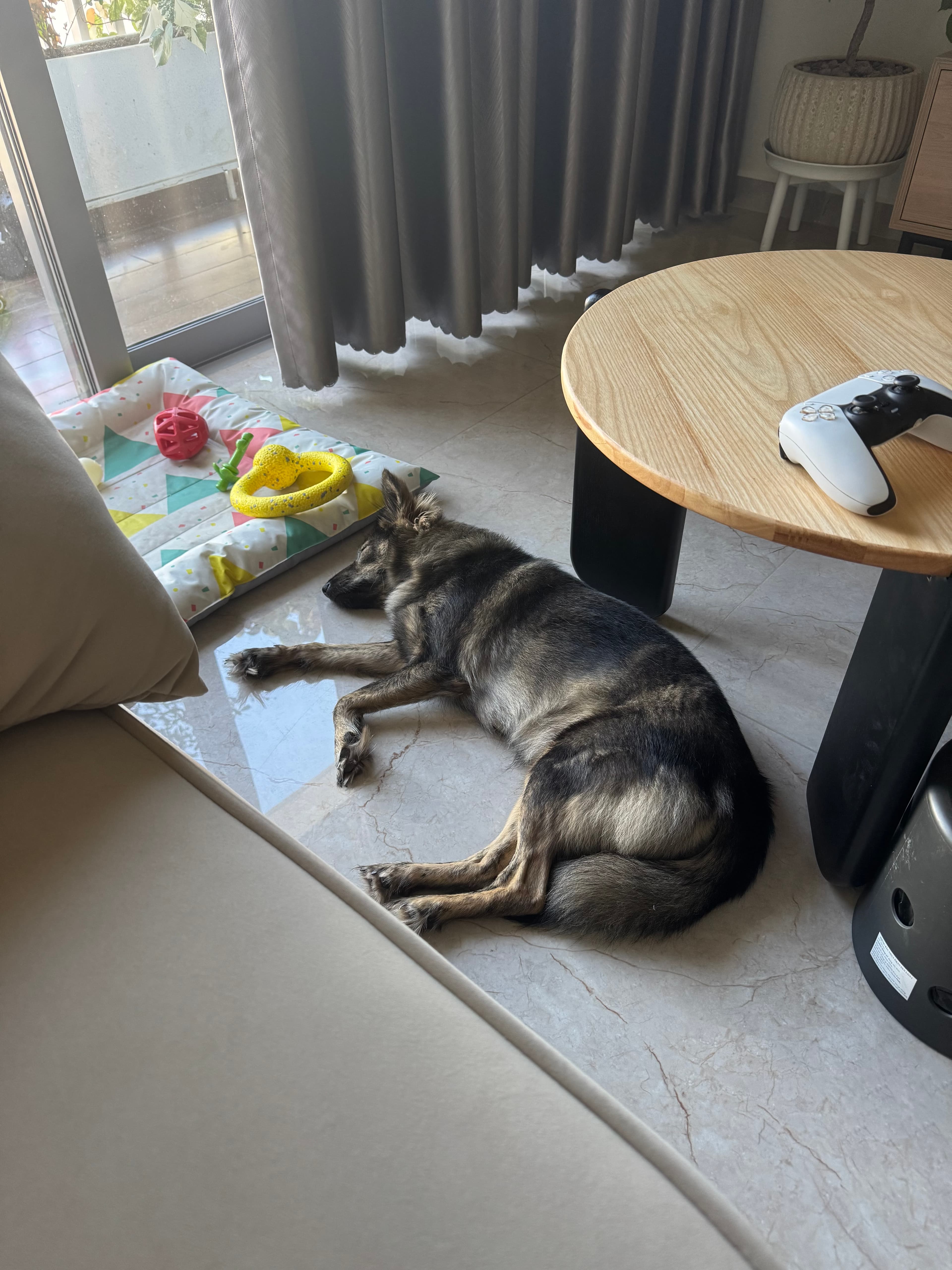 Doggy Doggo
