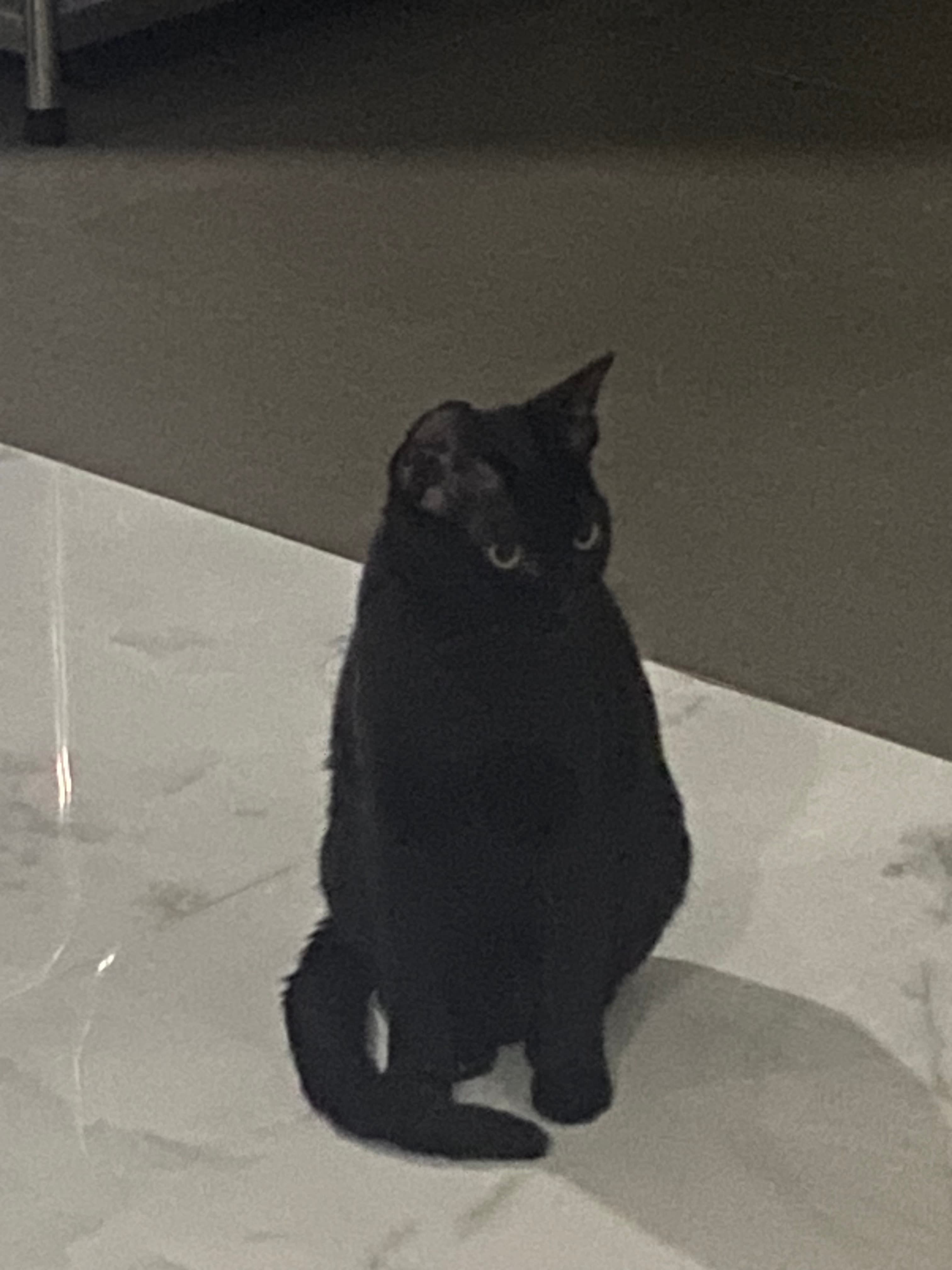 Black Cat